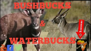 WATERBUCK/REEDBUCK/LECHWE/AFRICAN MAMMALS/SUB FAMILY REDUNCINAE