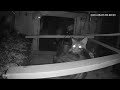 Bobcat Attacks Chicken Coop