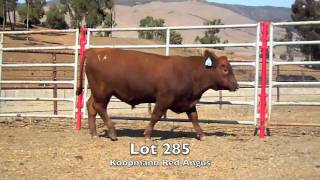 Lot 285- Cal Poly Bull Test 2011