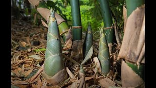 150 Year Old Recipe  | Bamboo Shoot Cooking | മുളങ്കൂമ്പ് തോരൻ | Village Cooking Skills