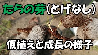 たらの芽(とげなし)の仮植えとその後の成長