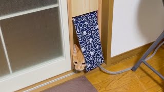 #72 新、猫専用ペットドア