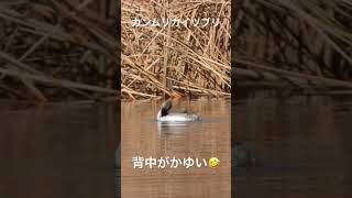 カンムリカイツブリ羽繕い #野鳥観察