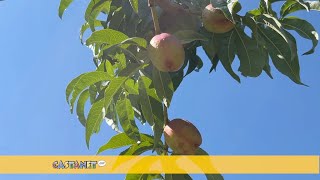 Tree fruit crop update