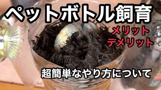 国産カブトムシ幼虫をペットボトル飼育する際のやり方とメリット、デメリット