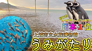 【うみがたり】から眺める日本海の絶景と飼育数日本一のマゼランペンギン 上越市立水族博物館 (下ネタあり…)