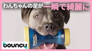 ワンちゃんの足が一瞬でキレイに！　お散歩後の足を手軽に洗える「Paw Wash」