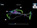 Acceleration in Freestyle - Elite Swimmers' Technique