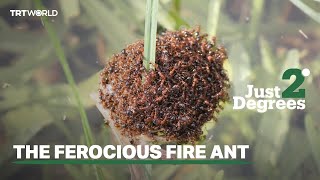 Just 2 Degrees: The ferocious fire ant