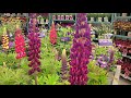 Westcountry™ 'Masterpiece' Lupine // Gorgeous, BIG spikes of BOLD color on compact plants