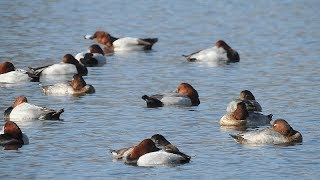 2018 12 21 宮川、夙川に冬の水鳥が