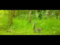 Curious grey squirrel