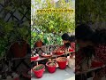 आइये घूमे छत की बगिया 💐😍 beautiful terrace garden decor 🌴🪴 shorts ytshorts gardening viral