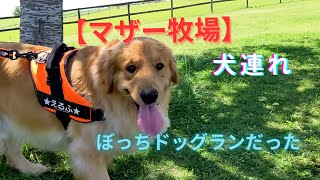 【マザー牧場】犬連れ　ぼっちドッグランでもいいワン！ゴールデンレトリバー　エルちゃん