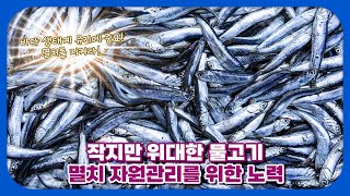 작지만 위대한 물고기, 멸치 자원관리를 위한 노력