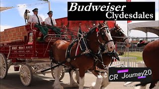 Clydesdale Hitch Up- the eight horse hitch prepares