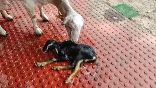 Goat giving birth | ആട് പ്രസവിച്ചു 😀