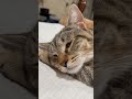 Cat sleeps with eye open