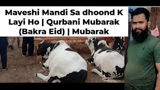 Maveshi Mandi Sa dhoond K Layi Ho | Qurbani Mubarak (Bakra Eid) | Mubarak