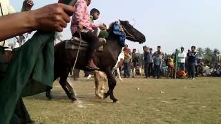 Horse tunnel Tasmina তাসমিনা ঘোড়াদৌড়