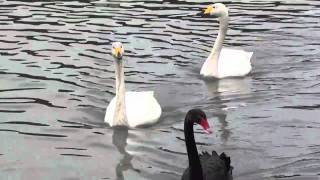 野鳥撮影・ オオハクチョウと黒鳥 Whooper Swan 2