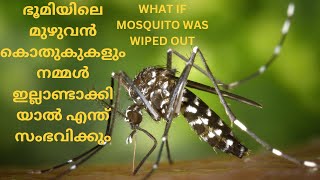 ഭൂമിയിലെ മുഴുവൻ കൊതുകുകളും നമ്മൾ ഇല്ലാണ്ടാക്കിയാൽ എന്ത് സംഭവിക്കും| WHAT IF MOSQUITO WAS WIPED OUT