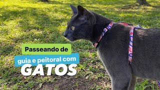 Passeando com gatos usando guia e peitoral | Trigatos