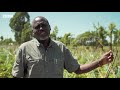 what have tomatoes got to do with climate change bbc news