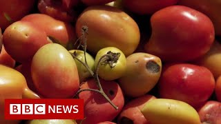 What have tomatoes got to do with climate change? - BBC News