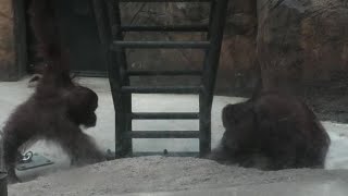 Julie vs. Kiki 　ジュリー対キキ　Orangutan   Tama Zoological Park