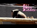 赤ちゃんパンダ 彩浜　母を待つ