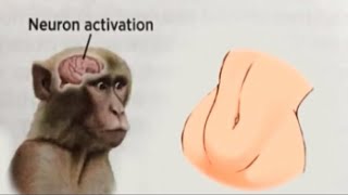 neuron activation original
