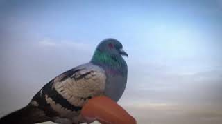 Dancing leg pigeon