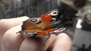 Beautiful butterfly. The sound of the wings. Peacock. Inachis io. Aglais io.