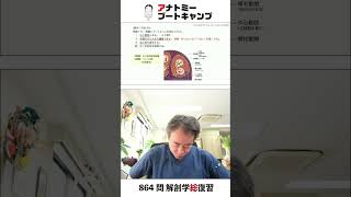 【 #国試1分道場 ・循環器系】脾臓について正しい記述はどれか　１．右上腹部にある　２．肝臓の次に大きな臓器である　３．血小板を産生する　４．古い赤血球を破壊する #かずひろ先生 #解剖学