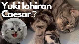 AKHIRNYA YUKI LAHIRAN 7 BABY⁉️| KIRA-KIRA CAESAR / NORMAL YA⁉️