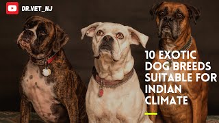 10 Exotic Dog breeds suitable for Indian Climate