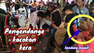 gawat‼️pengendang kacokan kera incling karya muda budaya live sejagir Somorejo Bagelen Purworejo