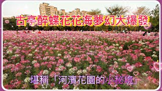 2023/4/3「醉蝶花」2023古亭河濱公園花海美翻，白粉醉蝶花仙氣盛開