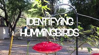 Identifying Hummingbirds 6 21 2017