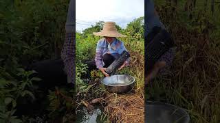 奶奶在农田 水沟里抓鱼的收获Grandma's on the farm catching fish in the gutter #fishing #fish #fishtrip #lxmfamily