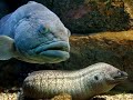 Ένας ροφός και μια σμέρνα στο cretaquarium