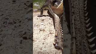 Indian Gharial 🐊