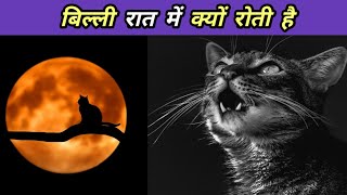 बिल्ली रात में क्यों रोती है | billi raat mein kyon roti hai | amazing facts | cat crying