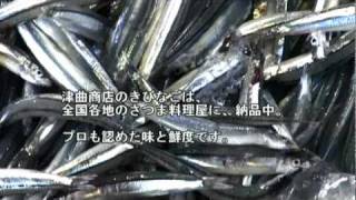 キビナゴのご紹介　津曲商店｜鹿児島魚類市場仲卸