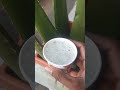 aloe vera juice 🥤 home made aloevera hairfall