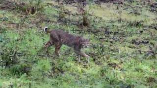 Bobcat walking