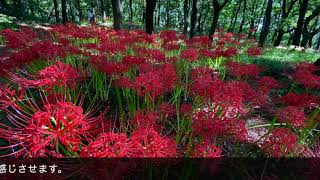 彼岸花〜御嶽山自然の森公園〜