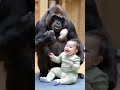 unforgettable moment baby giggles as gorilla plays cute gorilla animals