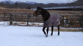 ラブハート　雪の上でゴロゴロ